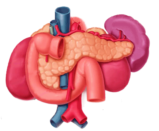 Pancreas hotsell y suprarrenales