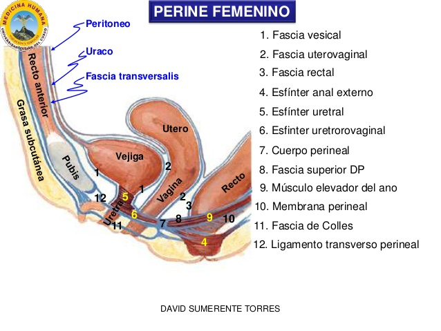 Anatomia Del Recto