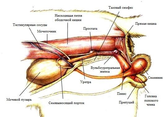 Жыныстық уретра