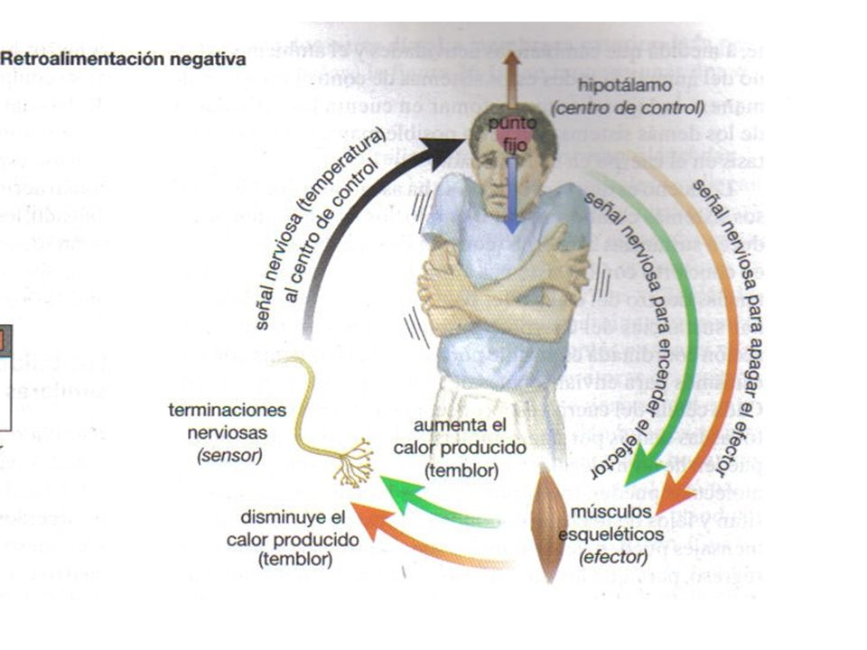 anatom-a-de-la-retroalimentaci-n-negativa-circuitos