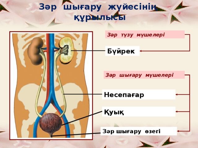 Трусики жоқ үй шаруасындағы әйел